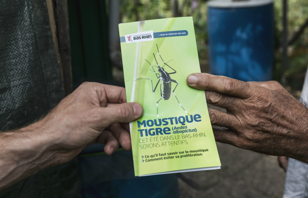 Insectes. Opération anti moustiques tigres à Schiltigheim