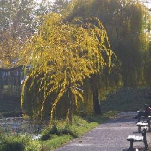 Fin de l’alerte vents forts : réouverture des parcs et des cimetières municipaux