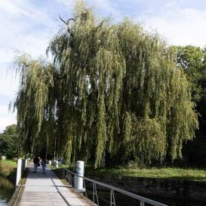 À l’écoute des chauve-souris au cœur de la Ceinture verte à Strasbourg